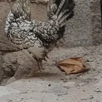 خروس سیبراب جوان