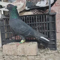 یک جفت کبوتر|پرنده|سبزوار, جوادیه غربی|دیوار