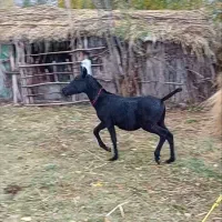 خرید و فروش اسب