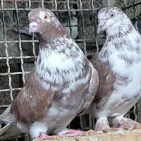 کبوتر پروازی درجه یک|پرنده|قائم‌شهر, |دیوار