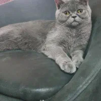 گربه ماده اسکاتیش