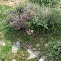 فروش یونجه