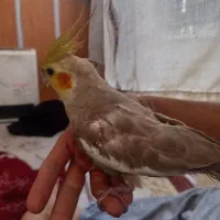 عروس هلندی