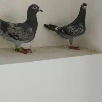 دوبر داواتدا