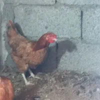 تخم مرغ محلی|حیوانات مزرعه|رودبنه, |دیوار