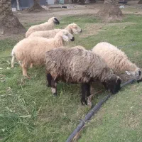 میش|حیوانات مزرعه|جیرفت, |دیوار