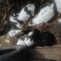 خرگوش جفت  نر و ماده