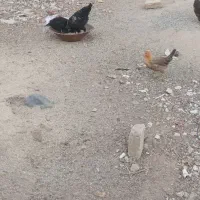 تیمچه مرغ بلک استار|حیوانات مزرعه|کویرات, |دیوار