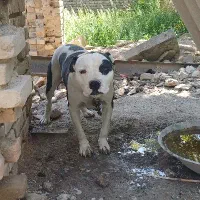 نگهبان واقعی عالی درجه ۱