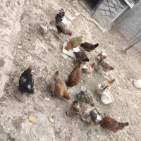 مرغ تخم گذار|حیوانات مزرعه|هرسین, |دیوار