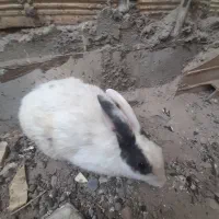 خرگوش