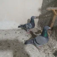 کبوتر جفتگاه