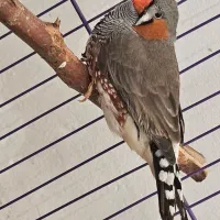 فنچ کینگ نر