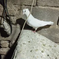 کبوتر
