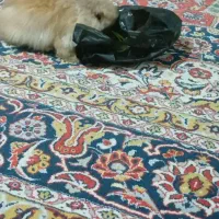 خرگوش خارجی|موش و خرگوش|نورآباد ممسنی, |دیوار