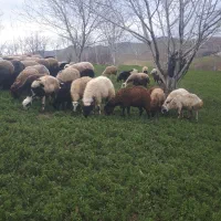 گوسفندگوشتی   کاور نر ماده همراه باقصاب