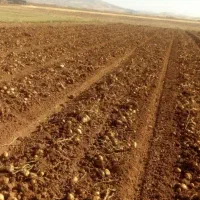 زمین کشاورزی