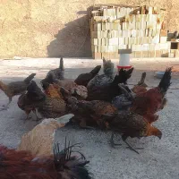 مرغ بومی