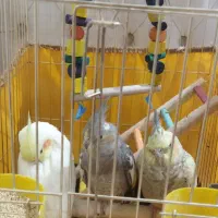 عروس هلندی ۳عدد