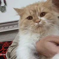 گربه|گربه|مشهد, سیسآباد|دیوار