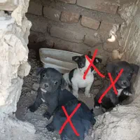پاکوتاه گوش تیز
