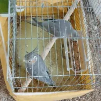 عروسک عروس هلندی(دوتاش۱نیم)|اسباب‌بازی بچه|بم, |دیوار