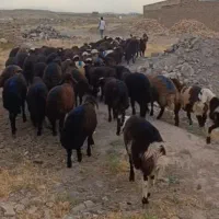 تعداد ۶۰ راس بره نر افشار مخصوص دامداران اصیل