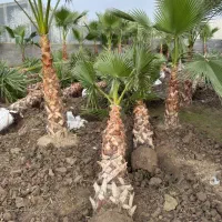 فروش عمده و خرده درخت پالم|گل و گیاه طبیعی|شیراز, گویم|دیوار