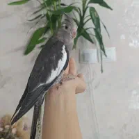 پرنده عروس نر