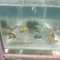 ماهی آکواریومی گلدفیش و کوی|ماهی|قائمشهر, |دیوار