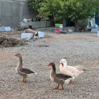 غاز و قوغاز|حیوانات مزرعه|بروجن, |دیوار