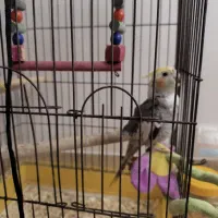 عروس هلندی ماده|پرنده|اسفراین, |دیوار