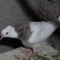 طوقی|پرنده|پیر سلیمان, |دیوار