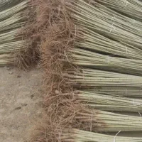 نهالستان الوین تولید کننده انواع نهال