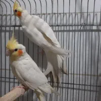 جفت مولد عروس لوتینو هلندی