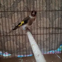 سهره ماده چونه|پرنده|رشت, حافظ آباد|دیوار