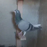 فروش کفتر شهری بدرنگ سبز و یال|پرنده|شیراز, شهرک مفتح|دیوار