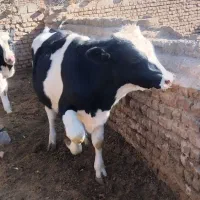 یک گوساله وگاو ماده