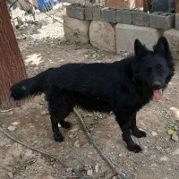 ژرمن شیپرد نروماده بلک وبلک فیس|سگ|تهران, مسعودیه|دیوار