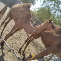 شتر ماده دوساله هست قیمت 58میلیون|حیوانات مزرعه|تخت, |دیوار