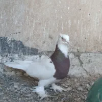 کبوتر پشدار شازده طوقی