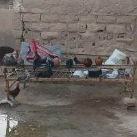 شادگان|حیوانات مزرعه|شادگان, |دیوار