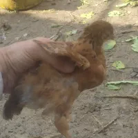 جوجه محلی ۲/۵ ماهه