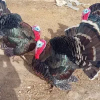 غازوبقلمون