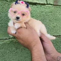 سگ آپارتمانی