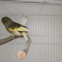 قناری گلاستر ماده و نر سفید کاکلی