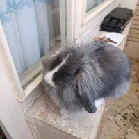 واگذاری خرگوش لوپ نژاد دار دستی
