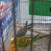 مرغ عشق سرحال|پرنده|ابهر, |دیوار