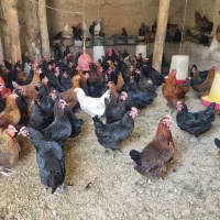 مرغ جوان یه دست از جوجگی خودم بزرگ کردم ۹ ماه