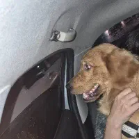 واگذاری سگ گلدن